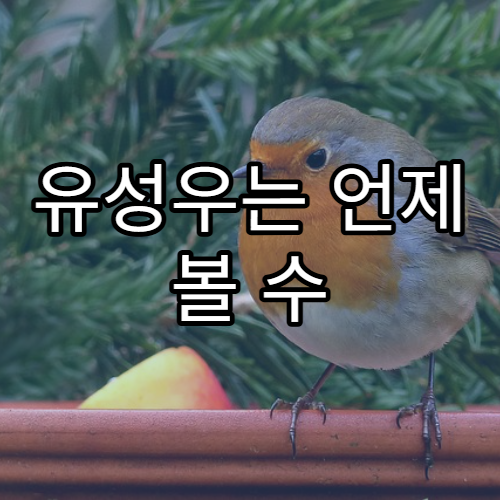 유성우는 언제 볼 수 있을까? 관측 꿀팁 정리